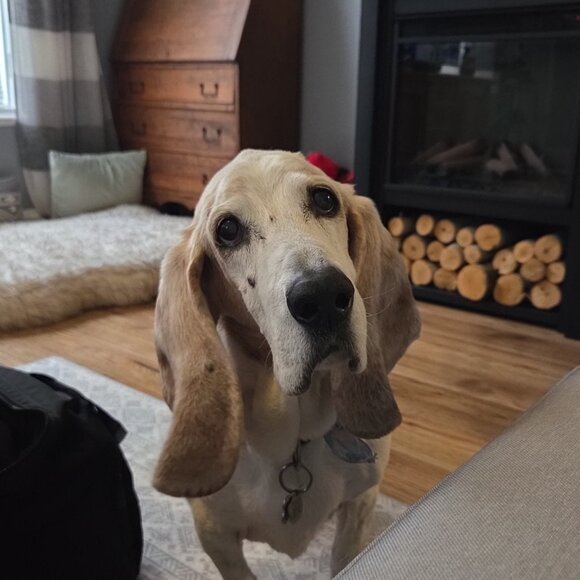 Meet your Posher, Hillary - Picture 1 of 1